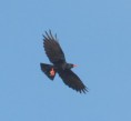 /album/photo-gallery-photogallery/chough-at-subbetica-national-park-jpg/